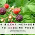 4 Silent Methods to Acquire Food