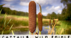Cattails wild edible