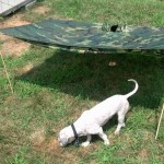 Tango, my adventure dog.