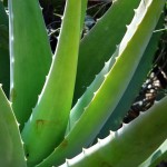 Aloe vera