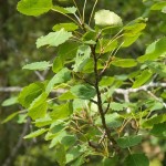 aspen leaves
