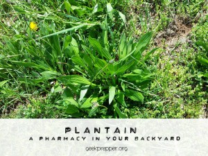 Plantain the Miracle Plant