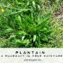 plaintain medical uses
