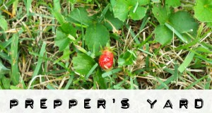 preppers yard